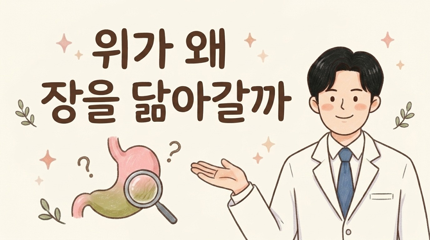 위가 왜 장을 닮아가는지 설명하는 한의사 캐릭터 일러스트